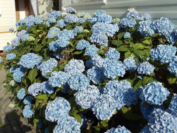 Domki Pod Skrzydłem Mewy