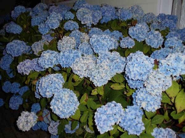 Domki Pod Skrzydłem Mewy