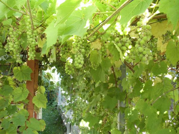 Domki Pod Skrzydłem Mewy