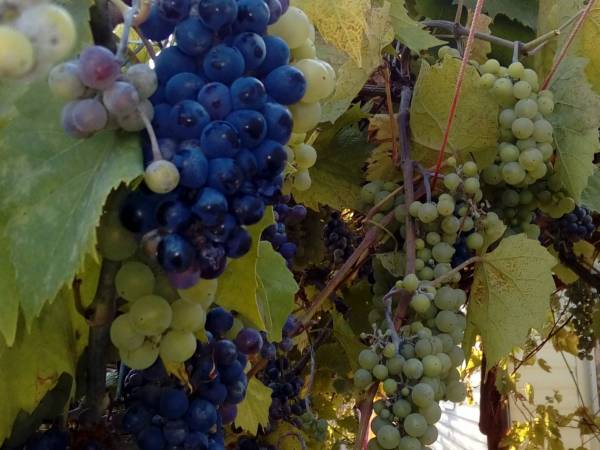 Domki Pod Skrzydłem Mewy