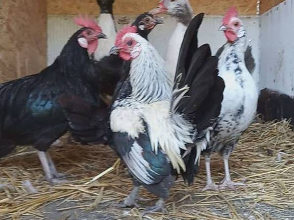 Agroturystyka-Zagroda Studzienno