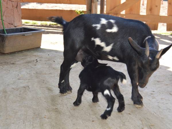 Agroturystyka-Zagroda Studzienno