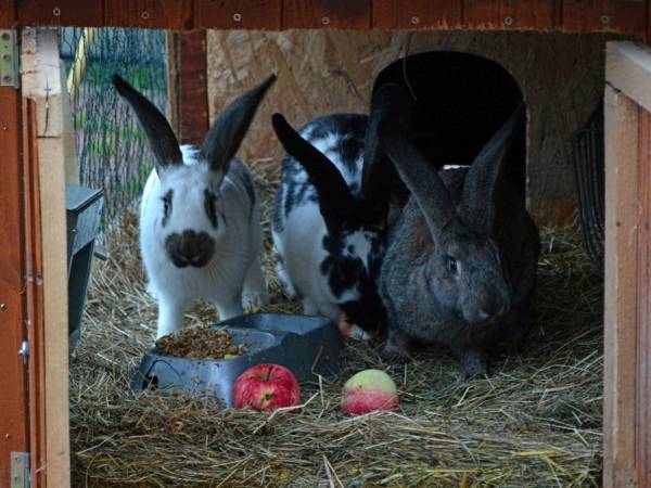 Agroturystyka-Zagroda Studzienno