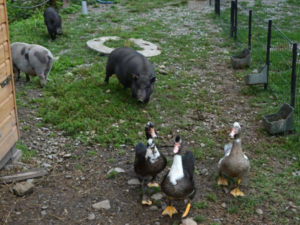 Agroturystyka-Zagroda Studzienno