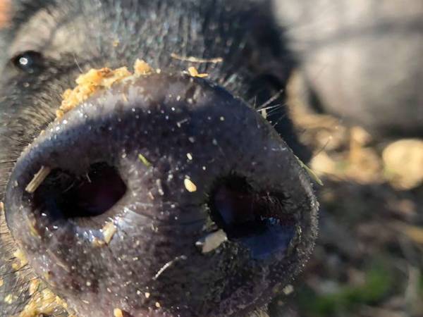 Agroturystyka-Zagroda Studzienno