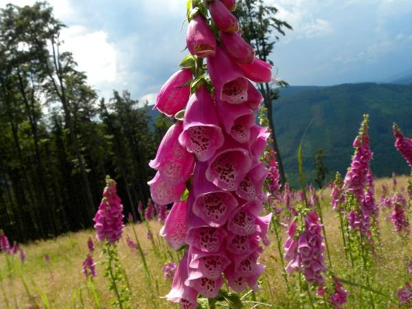 Pokoje gościnne Nad Złotym Potokiem 