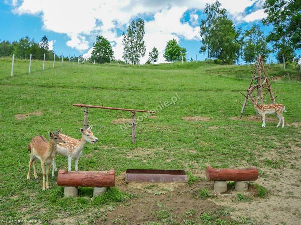 Pokoje Gościnne przy stoku