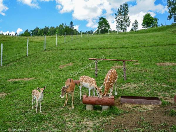 Pokoje Gościnne przy stoku