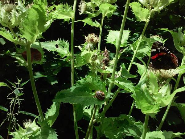 nasze lasy pełne takich cudności