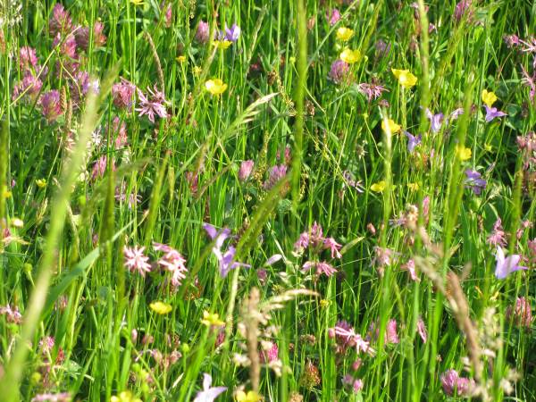 Agroturystyka Pod Złotą Wiechą
