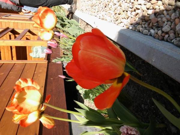 Domki Letniskowe Posejdon