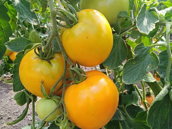 Agroturystyka nad Jeziorem Białym