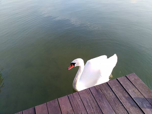 Agroturystyka nad Jeziorem Białym