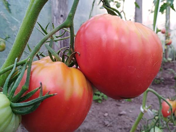 Agroturystyka nad Jeziorem Białym