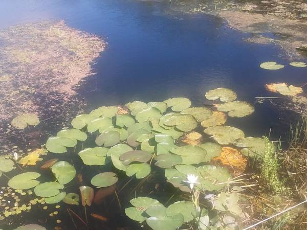 Po drodze do jeziora