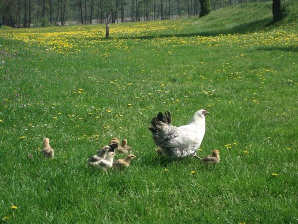 Gospodarstwo Agroturystyczne 