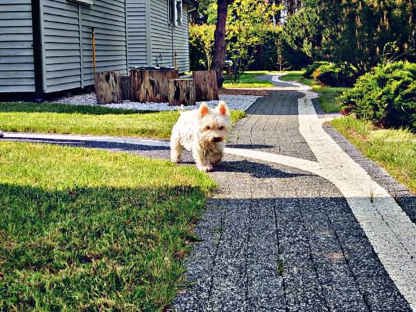 Domki letniskowe MAGNOLIA