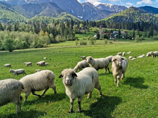 Willa Pod Szymoszkową 2