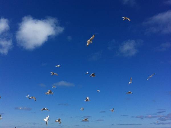 Domki letniskowe Chabrowa 1