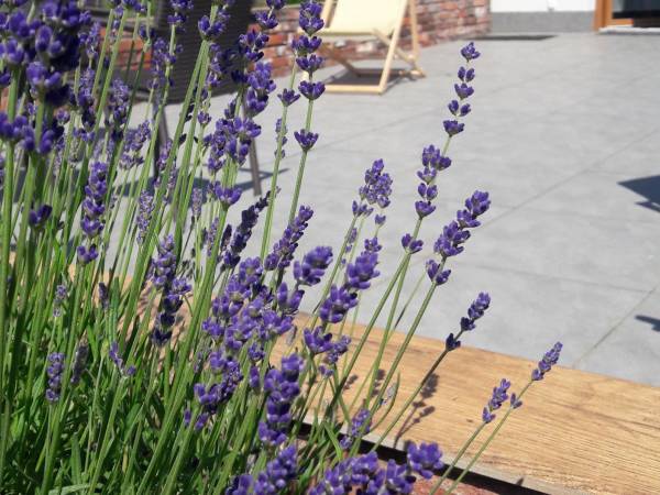 Villa Natura Zator Przeciszów