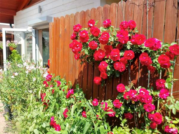 Pokoje wypoczynkowe Petra