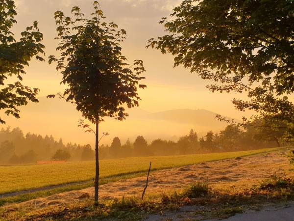Domek - Agroturystyka pod Lipą