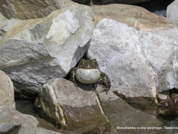 mieszkanka oczka wodnego