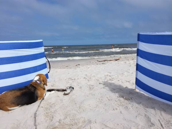 zwierzaki też lubią plażę