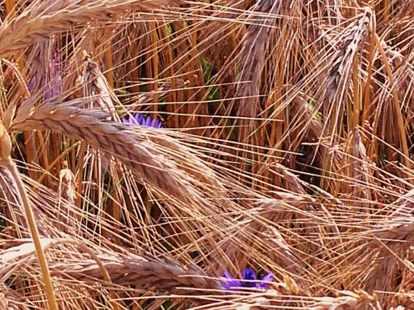 Hotelik Mazurska Chata 