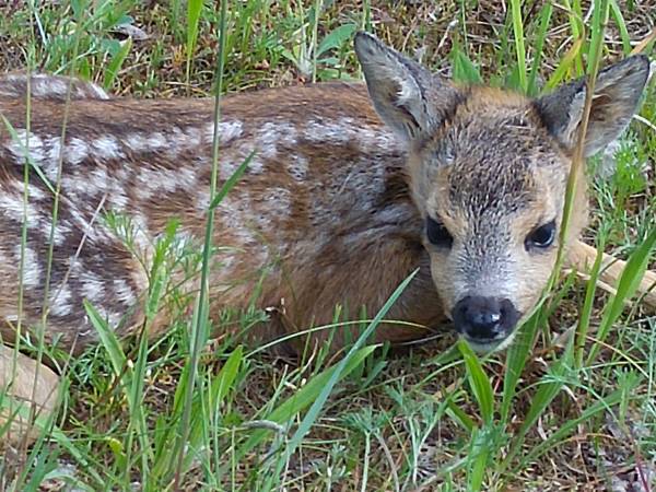 Domy na Pograniczu nad jeziorem