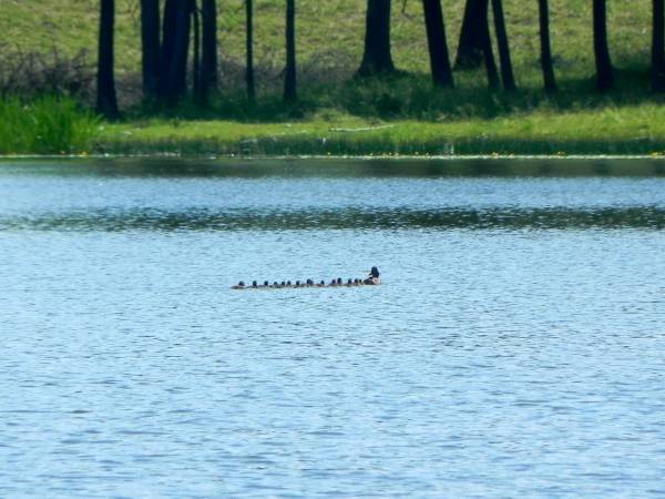 Domy na Pograniczu nad jeziorem