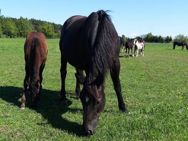 Źródło: Farma Jantar