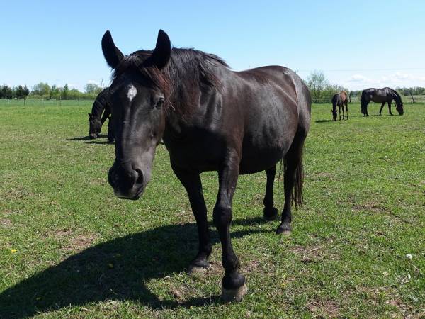 Źródło: Farma Jantar