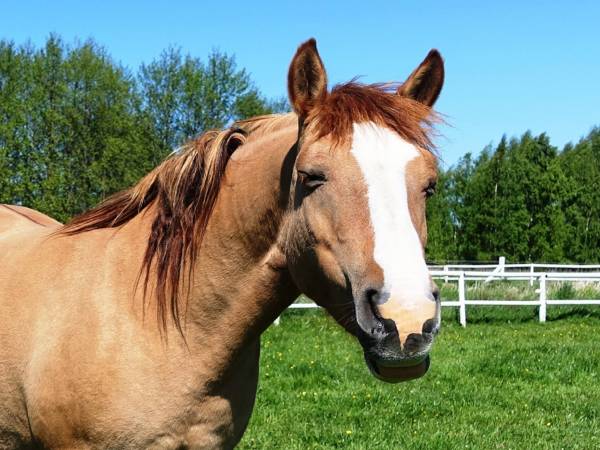Źródło: Farma Jantar