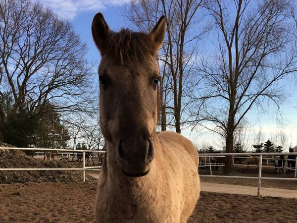 Źródło: Farma Jantar