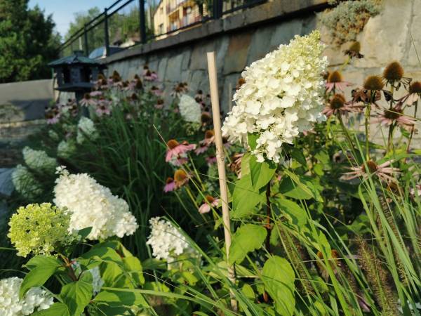 ...wśród hortensji i jeżó