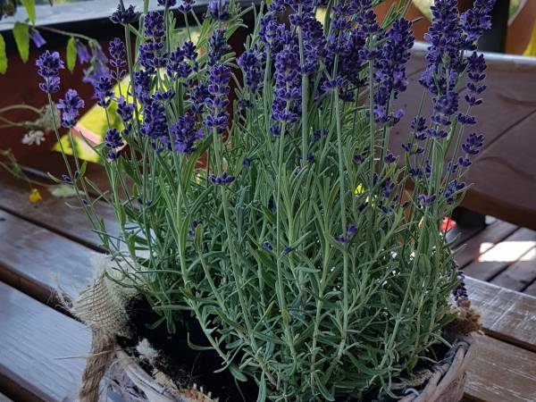 Domek w Bieszczadach Kiczurka