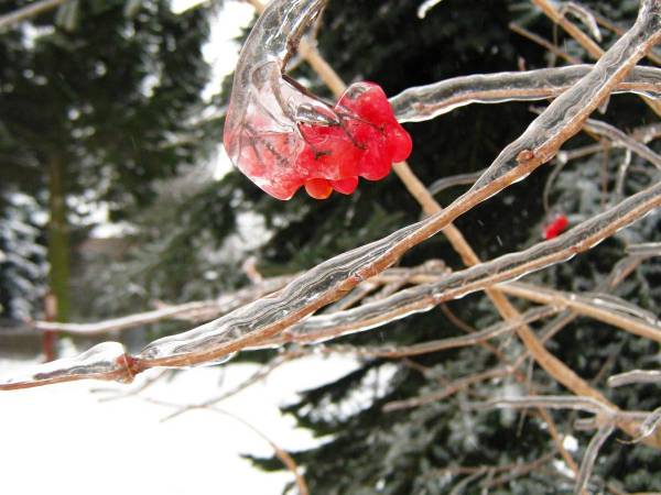 lasek z zimową pierzynką