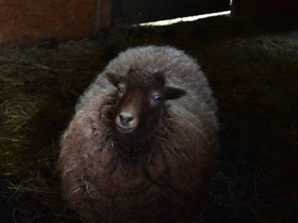 Agroturystyka-Zagroda Studzienno