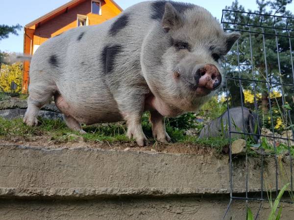 Agroturystyka-Zagroda Studzienno
