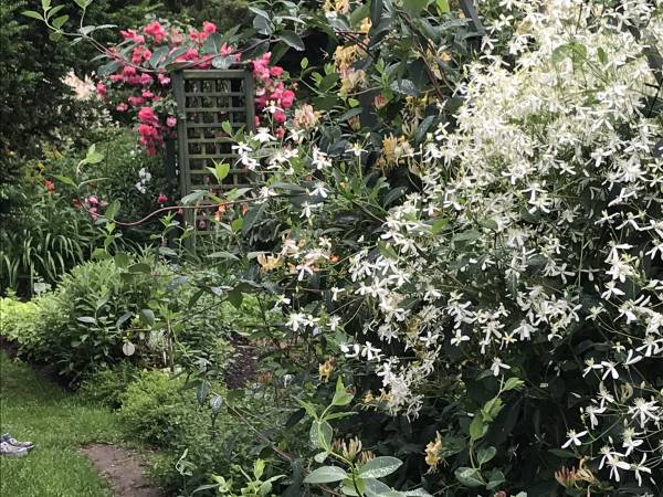 Kaprifolium i klematis pięknie pachną