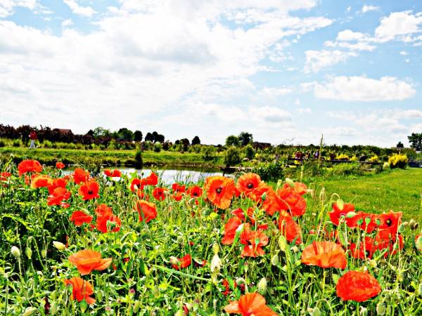 Czereśniowy Zakątek