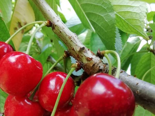 Czereśniowy Zakątek