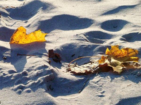 Apartament typu Suite i Pokoje Sandra 