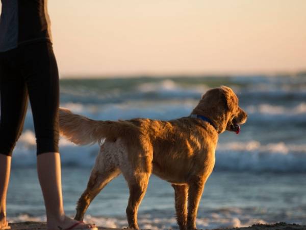 Apartament typu Suite i Pokoje Sandra 