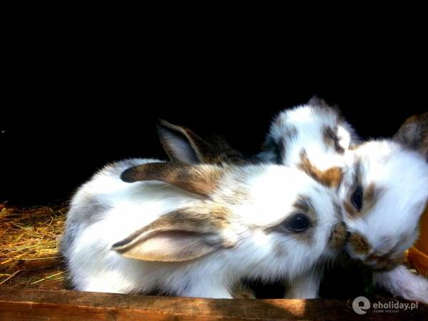 Pokoje i Apartamenty Aneta