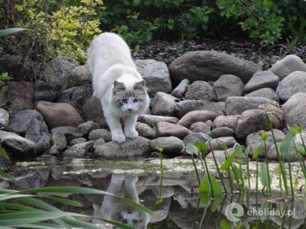 Pokoje i Apartamenty Aneta