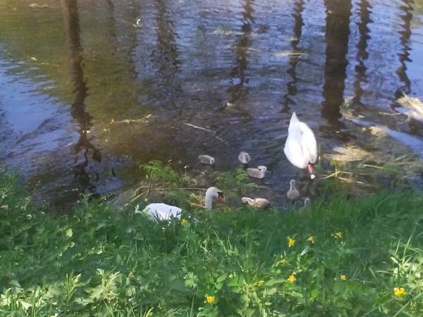 rodzinka łabędzi