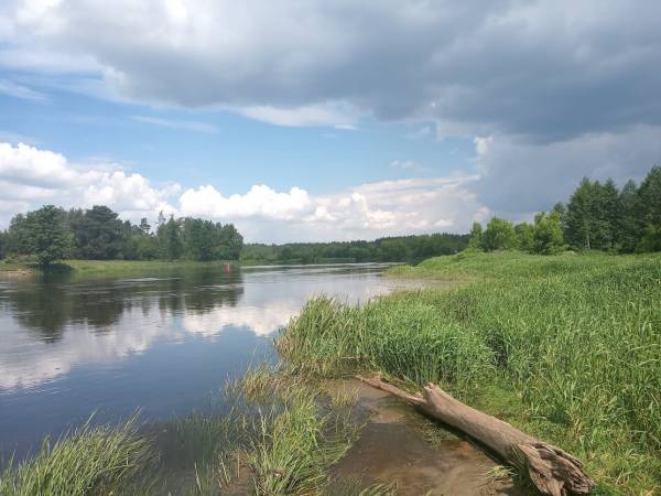 rzeka Narew