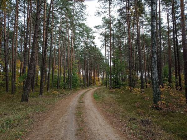leśna ścieżka